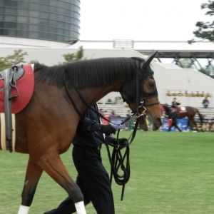 スワンSパドック