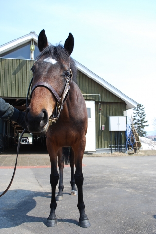 社台Ｆにて ベアトリッツ