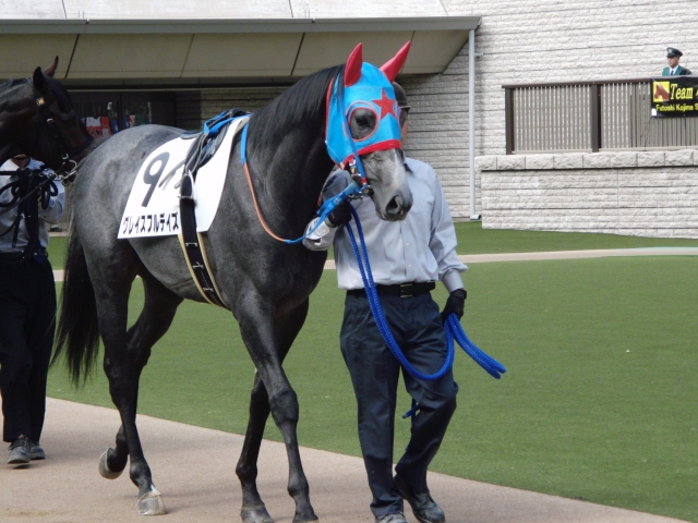 新馬戦パドック グレイスフルデイズ