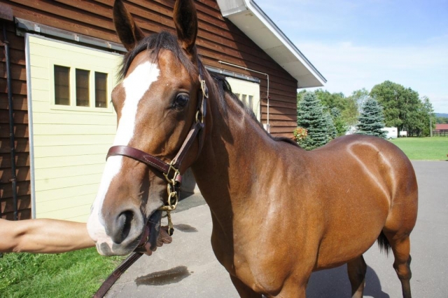 社台ファームにて キーンオレンジ