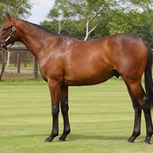 レッドルーラー募集時