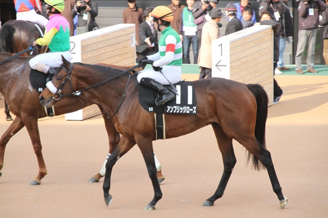 富里特別　グランプリロード アンブリッジローズ