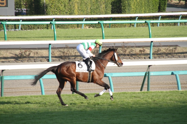 最後の返し馬 アンブリッジローズ