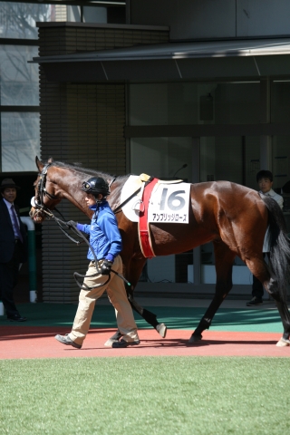 ４歳上500万下（パドック） アンブリッジローズ