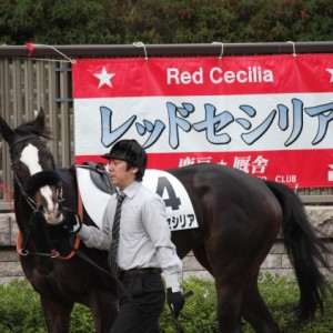 11/10　3歳上1000万下　パドック