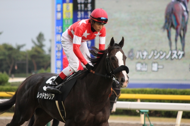 秋風ステークス 返し馬 レッドセシリア