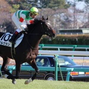 12/9中山未勝利戦　返し馬