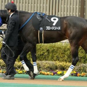 2014.02.10 白嶺Sパドック