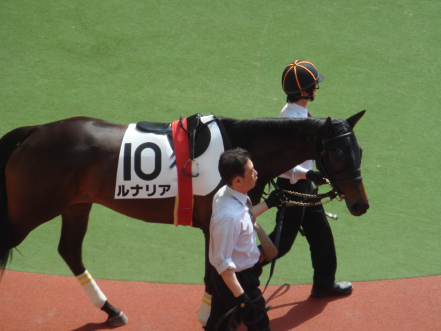 2013/4/14　3歳未勝利戦 ルナリア