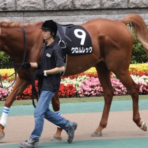 ２０１３年三浦特別　パドック