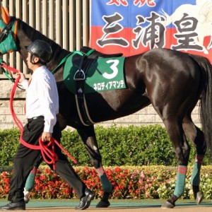 2012年11月3日　アルテミスステークス