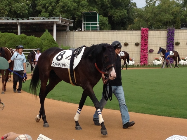 京都未勝利戦パドック ヴァルティカル