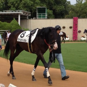 京都未勝利戦パドック