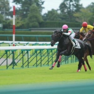 阪神メイクデビュー　１８００（芝）　４コーナー直線
