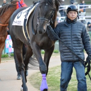 13日 京都12Ｒ500万下　パドック