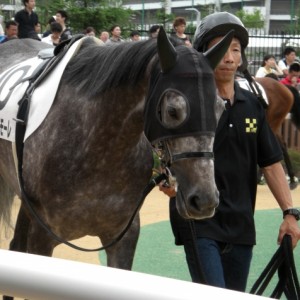 札幌競馬場５００万下