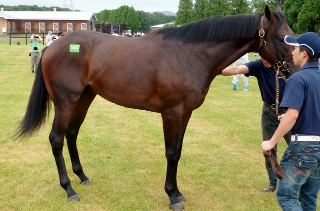 ２０１２年募集馬見学ツアー時その１ ホアピリ