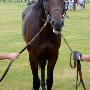 ２０１２年募集馬見学ツアー時その２