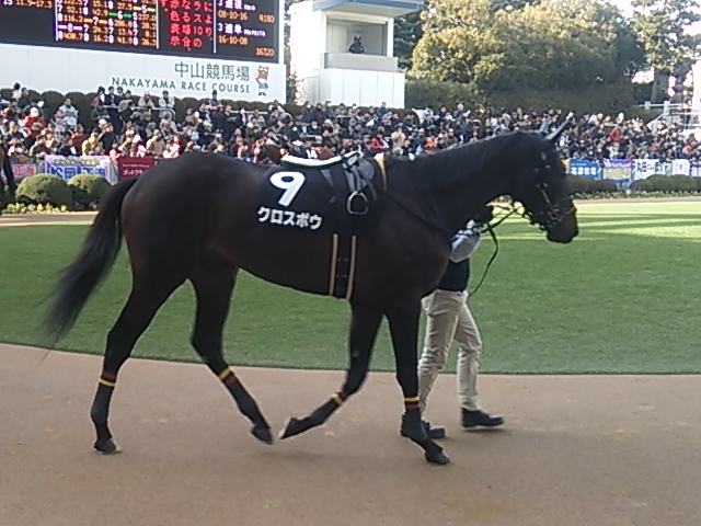 2015/1/25 中山９Ｒ初茜賞パドック クロスボウ