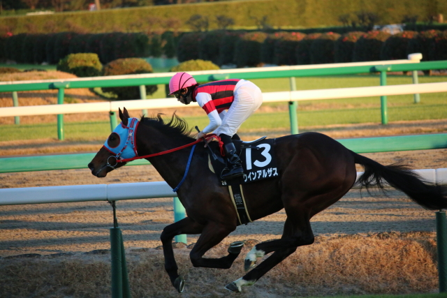グレイトフルステークス ウインアルザス