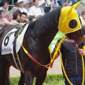 未勝利戦 中京　パドック　1