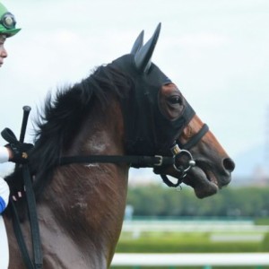 阪神未勝利1400（芝）　本場馬入場