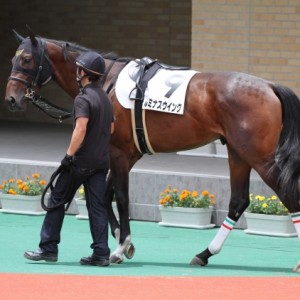 新馬戦　パドック