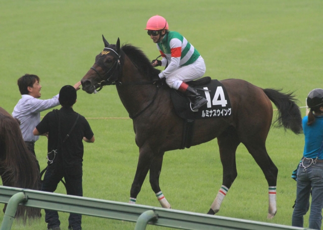 中山･内房Ｓ（レース後） ルミナスウイング
