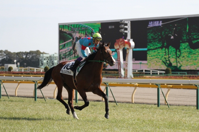 3歳未勝利戦　返し馬 サムソンズプライド