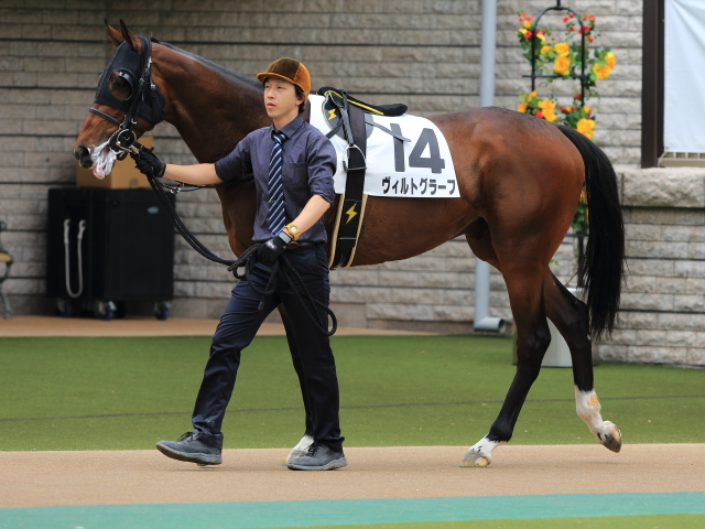 未勝利(4戦目)パドック② ヴィルトグラーフ