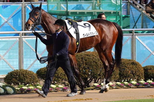 4歳上500万下（12戦目）パドック ヴィルトグラーフ