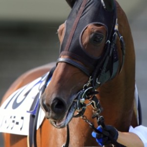 3歳上500万下（18戦目）パドック