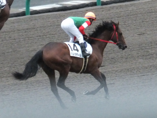 7月21日  中京競馬場 バルタザール