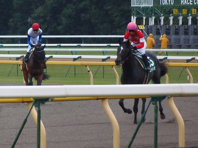 東京スポーツ杯２歳Sレース後 レッドレイヴン
