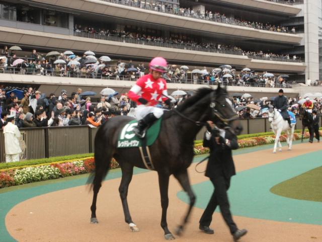 東スポ杯パドック レッドレイヴン