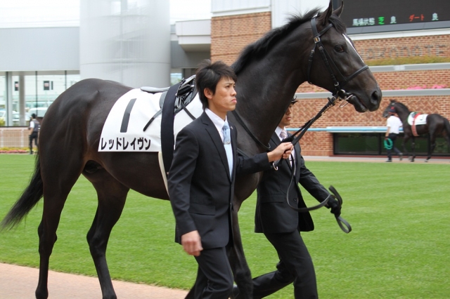 新馬戦パドック レッドレイヴン