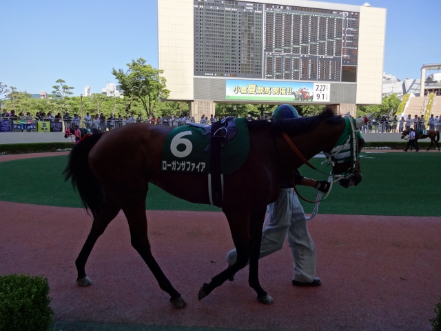 北九州記念パドック ローガンサファイア