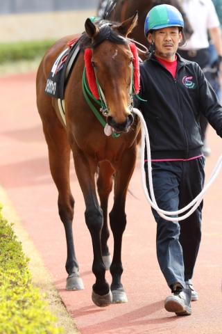 トリトンS（パドック①) ローガンサファイア