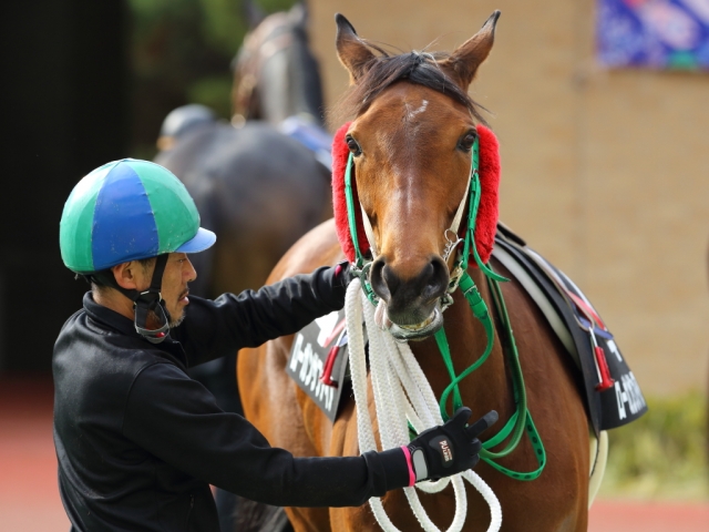 トリトンS（パドック②) ローガンサファイア