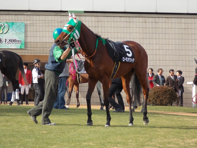 エルフィンS　パドック ローガンサファイア