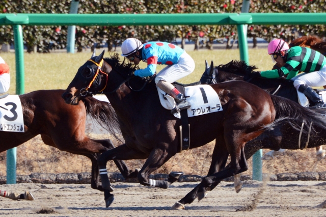 4歳上500万下 アウレオーラ
