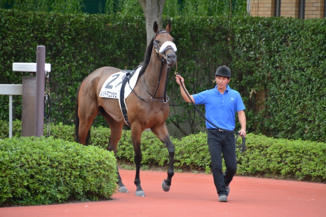 新潟12Ｒ ３歳上500万下 レッドマニッシュ