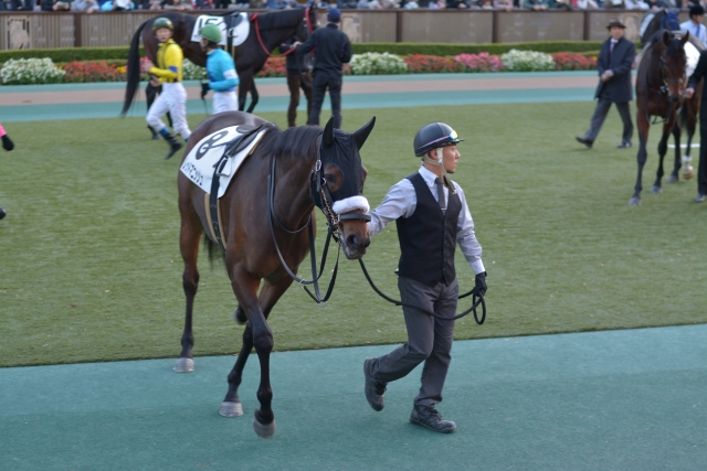 パドック レッドマニッシュ