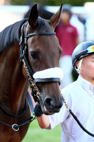 2014.9.20 新潟12R 優勝！ レッドマニッシュ