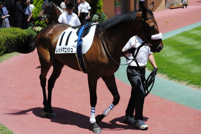 7/21 新潟芝1600m　2歳新馬戦　パドック レッドマニッシュ