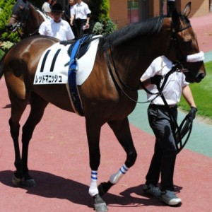 7/21 新潟芝1600m　2歳新馬戦　パドック