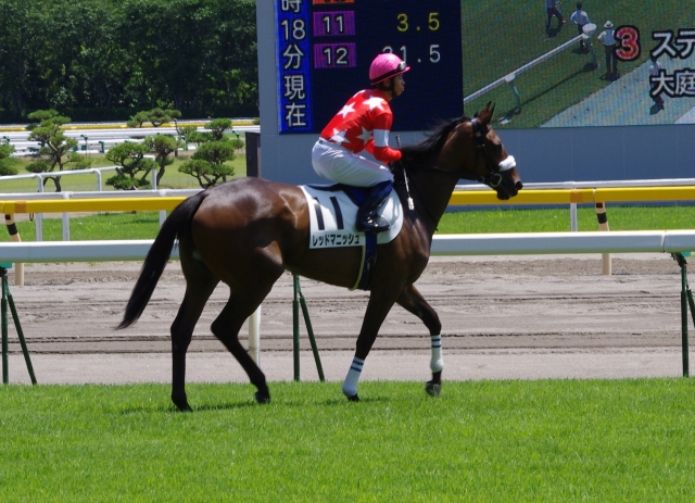 新潟5R　新馬戦　デビュー レッドマニッシュ