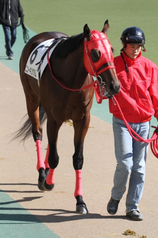 新馬戦　パドック ニューキングダム
