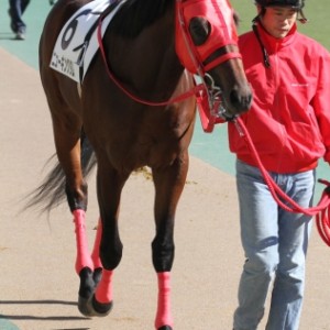 新馬戦　パドック