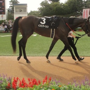 2013.09.15 中山11R　ラジオ日本賞　ダ1800